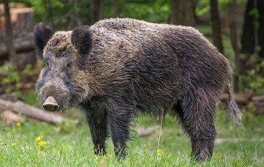 Кабан выплыл из моря на пляж, напугал отдыхающих и скрылся (ФОТО)