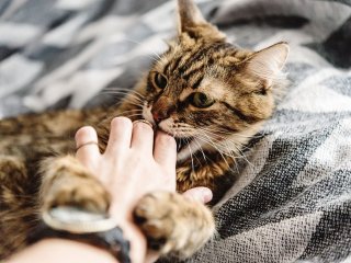 Кот подружился с милым шарпеем и покорил Instagram (ФОТО)