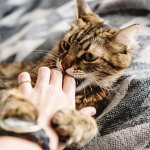 Кот подружился с милым шарпеем и покорил Instagram (ФОТО)