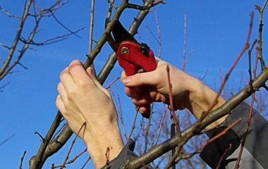 Зимовий догляд за садом: вісім рослин, які необхідно обрізати в грудні