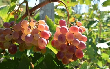Гастроентеролог перерахував шкідливі для здоров'я продукти після 50 років