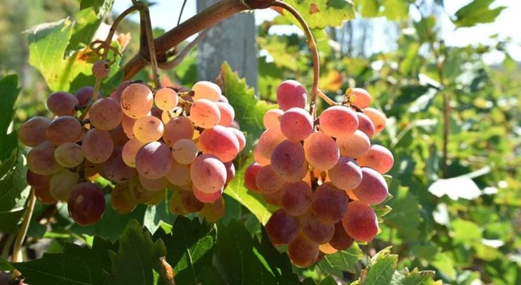 Гастроентеролог перерахував шкідливі для здоров'я продукти після 50 років