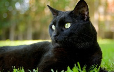 Новый хит: кот показал, как нужно кататься на скейтборде (ФОТО)