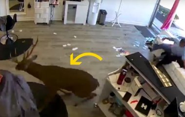 Сети рассмешило видео, на котором олень ворвался в салон красоты (ВИДЕО)