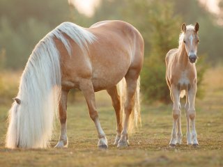 Кінь проїхався із власником на приміському поїзді (ВІДЕО)