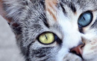У Мережі «завірусився» потішний окористий кіт