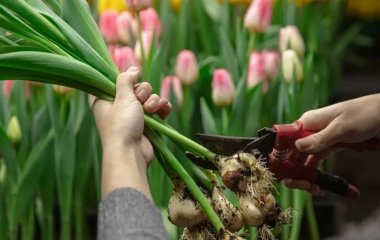 Секрет лінивого квітника — посадіть тюльпани, які не потрібно викопувати