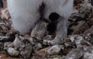 Біля станції “Вернадського” вилупилися перші пінгвінята сезону (фото)