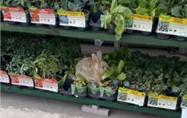 Кролик пришёл в торговый центр, чтобы пообедать (ВИДЕО)