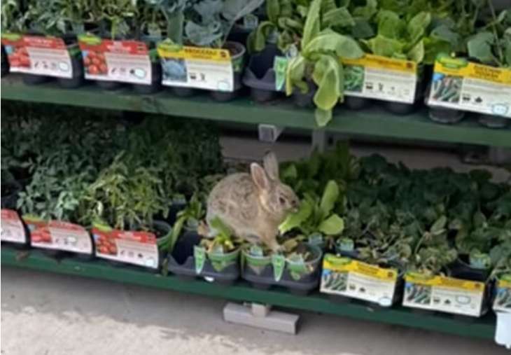 Кролик пришёл в торговый центр, чтобы пообедать (ВИДЕО)