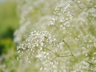 День ангела 3 липня: кого та як вітати з іменинами