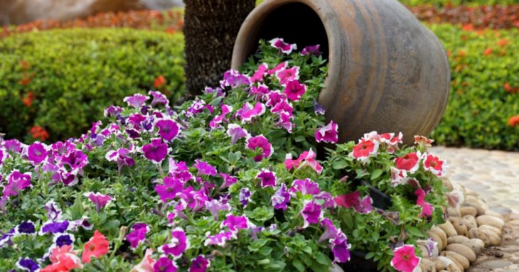 Навіщо та як правильно обрізати петунії