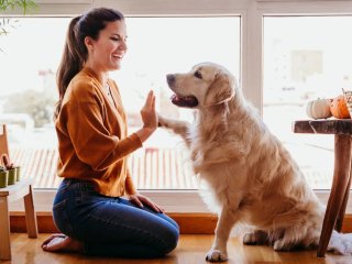 Пес устроил прогулку по свежескошенной траве и стал звездой Сети (ФОТО)