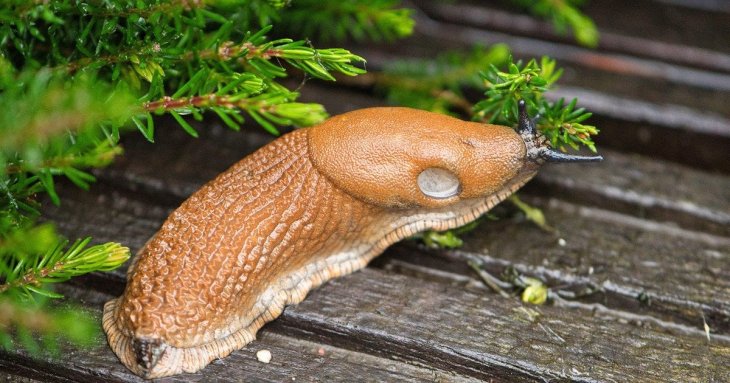 Посадіть цю рослину на городі — й надовго забудете про слимаків: шкідники її бояться, як вогню