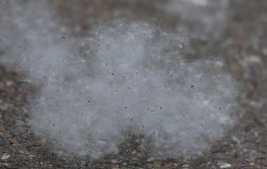 Лікарі порадили способи захисту від тополиного пуху та пилку