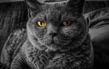 Агресія у котів: японські вчені знайшли наукове пояснення, що на неї може впливати