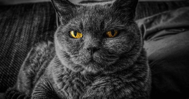 Агресія у котів: японські вчені знайшли наукове пояснення, що на неї може впливати