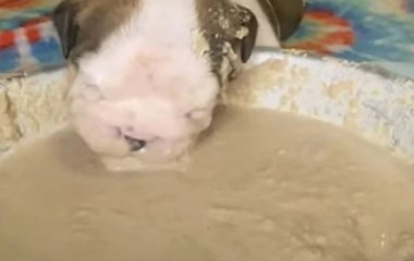 На видео, как милый щенок ест пюре, можно смотреть вечно