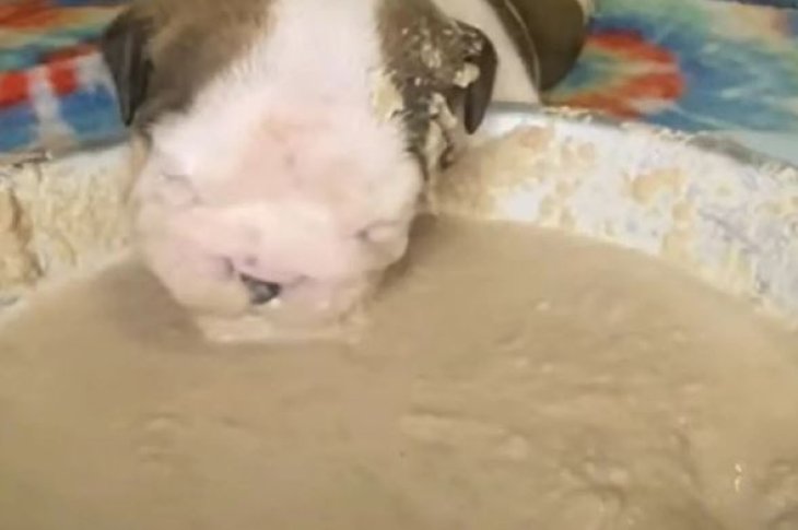 На видео, как милый щенок ест пюре, можно смотреть вечно