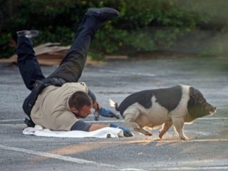 В США полиция устроила эпичную погоню за свиньей (ВИДЕО)