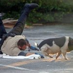 В США полиция устроила эпичную погоню за свиньей (ВИДЕО)