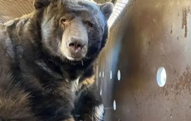 Житель Лос-Анджелеса виявив жахливого гостя, повернувшись додому після лісової пожежі