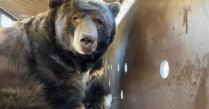 Житель Лос-Анджелеса виявив жахливого гостя, повернувшись додому після лісової пожежі