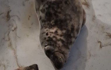 Незвичайний гість: тюлень 