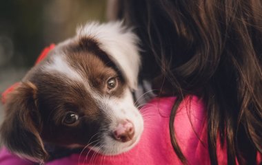 Смешное видео, на котором одна собака учит другую как прыгать с дерева и взлетать