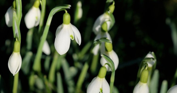 День ангела 1 березня: кого та як вітати з іменинами