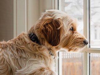 Собака удивила хозяйку необычной встречей после работы (ВИДЕО)