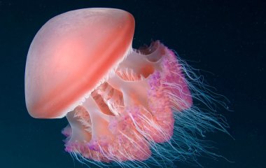 Гигантскую медузу размером с лабрадора нашли на пляже 