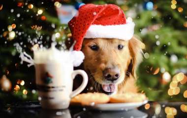 Что нужно успеть на Новый Год 2018