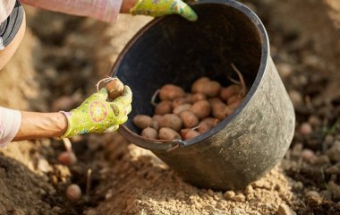 Що треба обов’язково класти до лунок під час садіння картоплі: урожай збільшиться утричі
