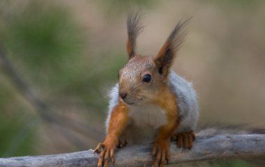 Сеть покорила белка, не испугавшаяся оленя (ВИДЕО)