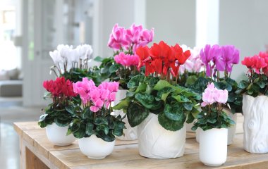 5 комнатных растений, которые цветут осенью и зимой