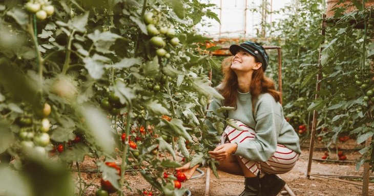 Що додати в лунку під час висаджування томатів і перцю, щоб отримати великий урожай