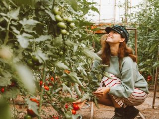Що додати в лунку під час висаджування томатів і перцю, щоб отримати великий урожай