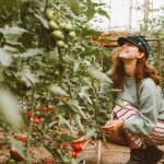 Що додати в лунку під час висаджування томатів і перцю, щоб отримати великий урожай