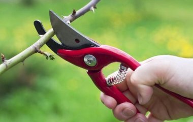 П'ять рослин, які потрібно обов'язково обрізати у березні, щоб вони гарно цвіли