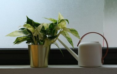 Жодних мушок і без викидання землі: відкрийте чотири ефективні способи