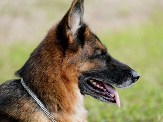 Власники собак «підірвали» Мережу новим приколом (ВІДЕО)