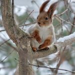 Сети рассмешила белка, которая застряла пикантным местом между досками забора (ВИДЕО)