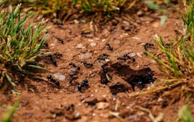 Найпростіший спосіб позбутися мурах в домі без хімії: рецепт