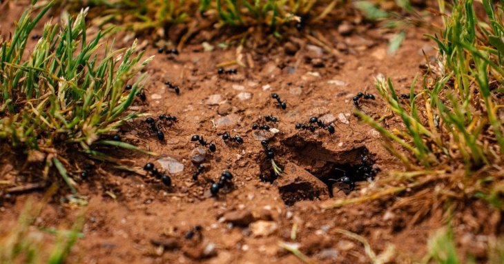 Найпростіший спосіб позбутися мурах в домі без хімії: рецепт