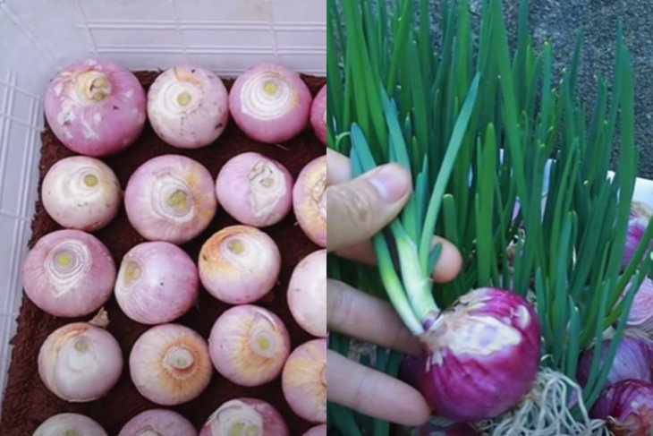 Дуже швидкий та ефективний спосіб пророщування зеленої цибулі без землі