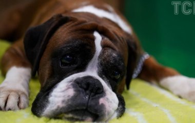 Серцевий напад у собаки: власниця тварини назвала важливий симптом