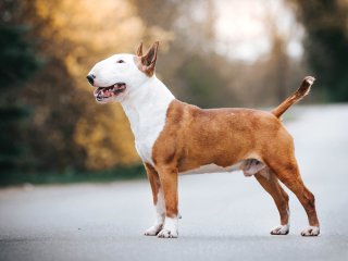 Бультерьер придумал оригинальный способ продлить прогулку (ВИДЕО)