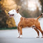 Бультерьер придумал оригинальный способ продлить прогулку (ВИДЕО)