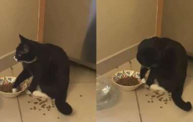 Забавная кошка демонстративно разбрасывала корм и стала звездой Сети.